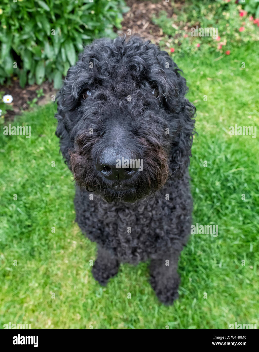 Carino cercando capelli lunghi Labradoodle Black dog sitter su un prato e guardare in su verso la telecamera Foto Stock
