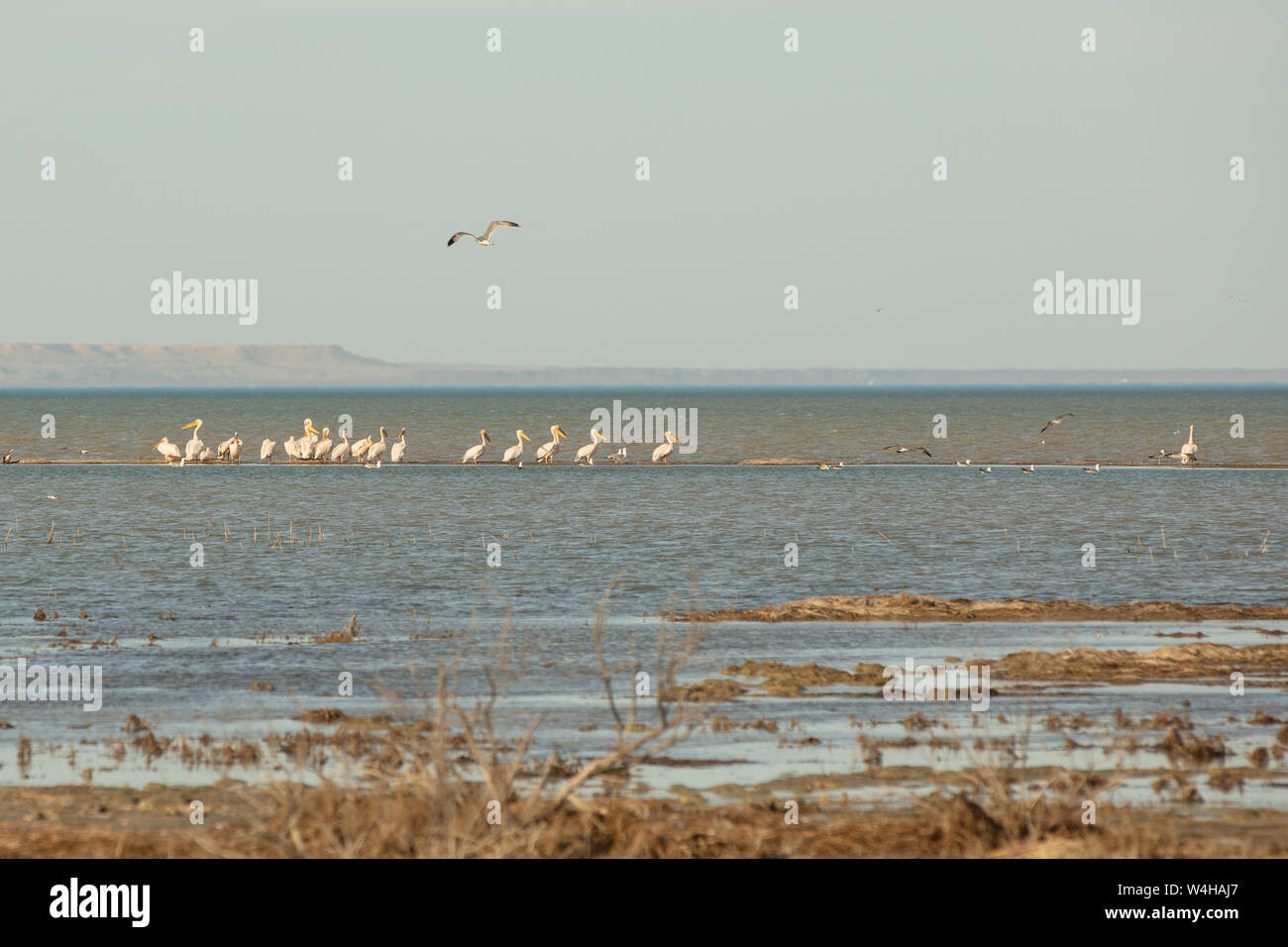 Una colonia di pellicani.anatre e gabbiani godendo il sole del pomeriggio su un isola sabbiosa Foto Stock