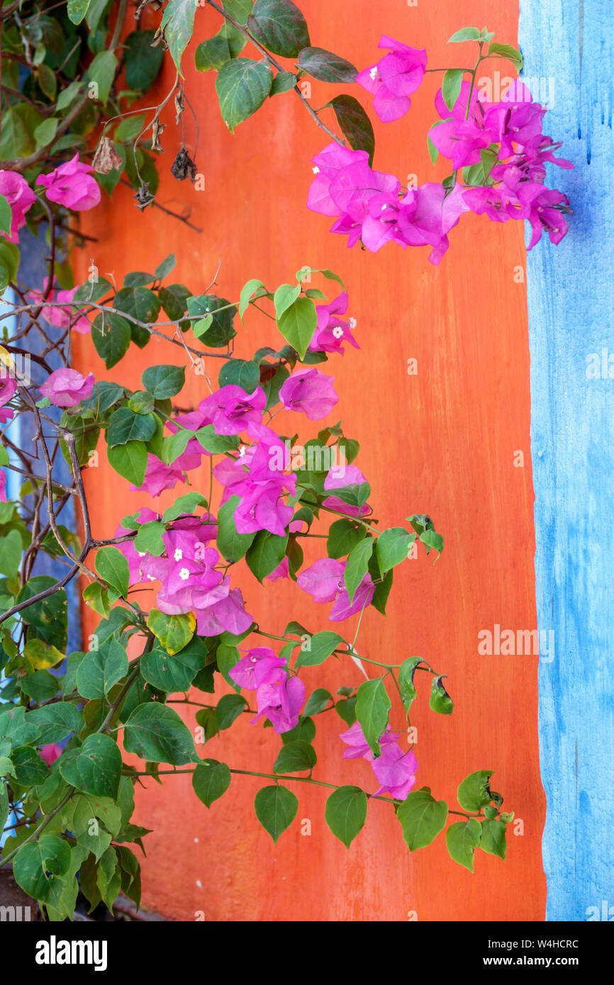 Colombia Cartagena Centro storico murato Getsemani colorato in modo luminoso Muro rosso Bougainvillea magenta ornamentale fiori di vite sightseei Foto Stock