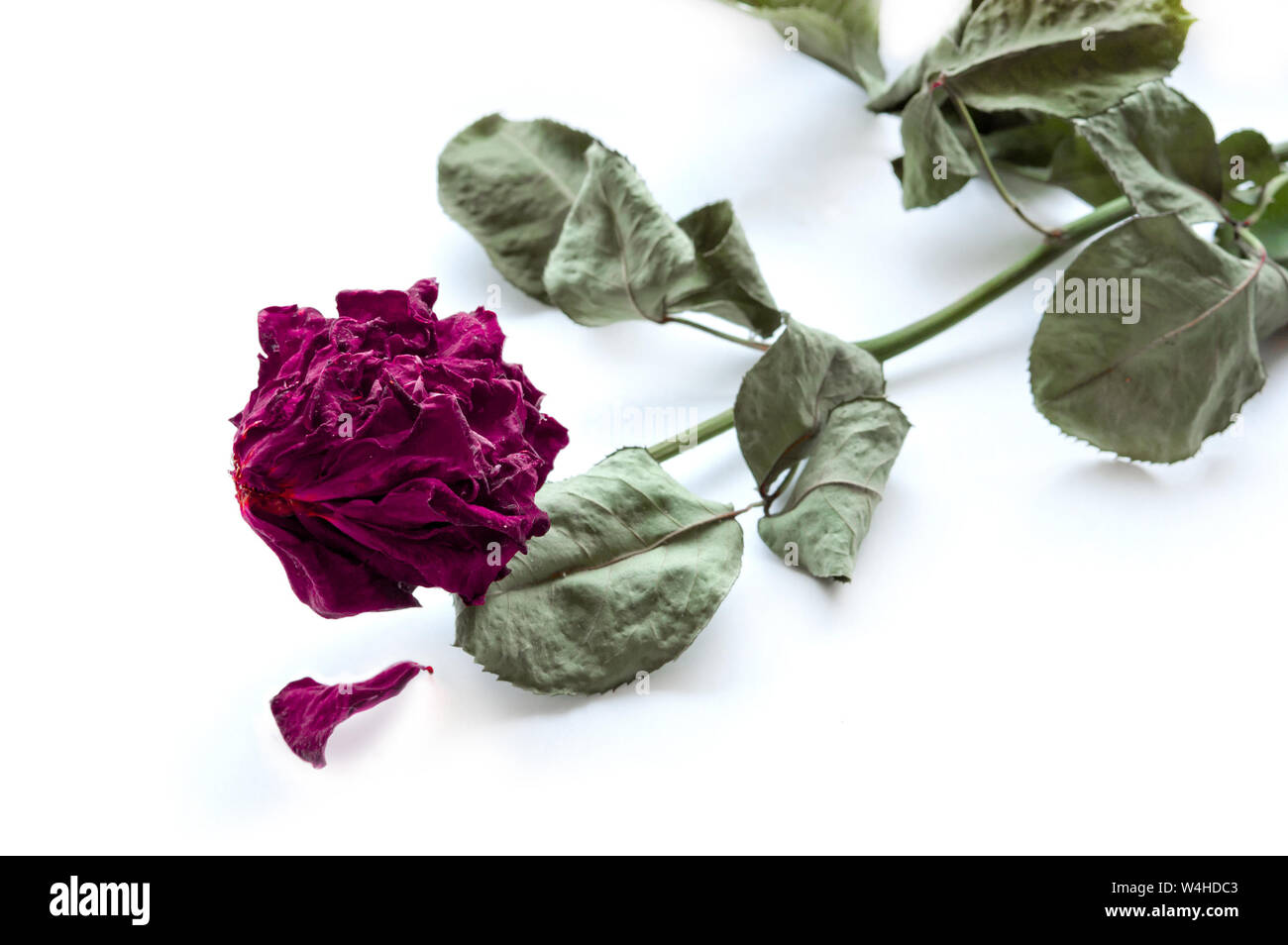 Rosso Secco rosa su sfondo bianco con ombra. Fine dell'amore Foto Stock