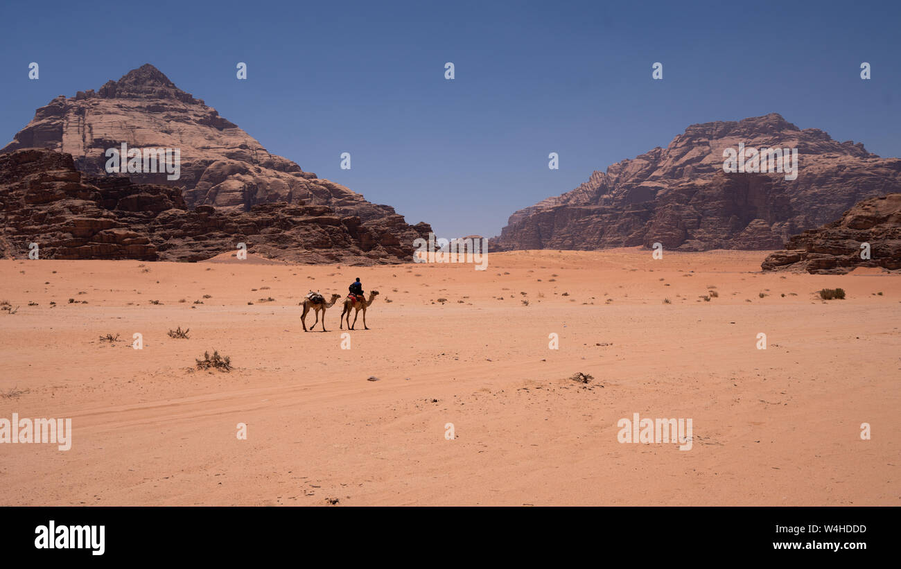 Beduino con camel nel mezzo di Wadi Rum Desert in Giordania Foto Stock