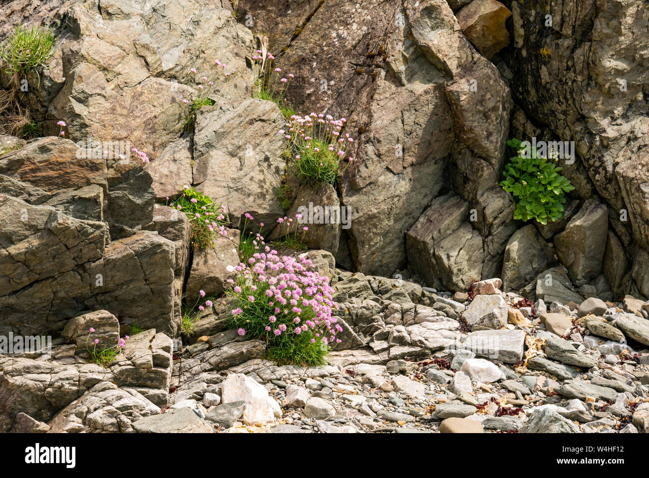 Mare fiori di colore rosa, Armeria maritima, o mare parsimonia sulla spiaggia rocciosa, Isola di Skye, Ebridi Interne, Scotland, Regno Unito Foto Stock