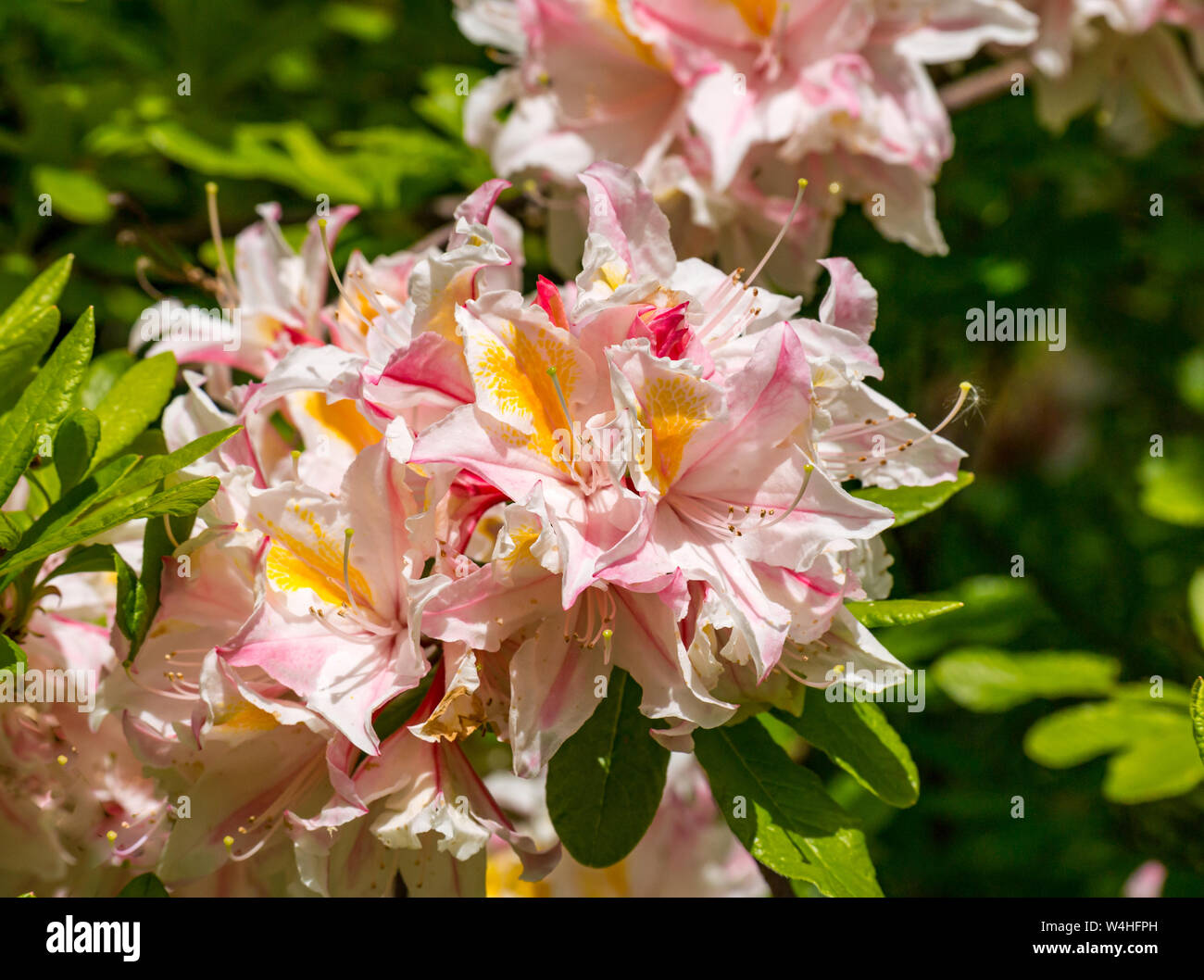 Luminoso tromba orientale fiori giglio al sole, Scozia, Regno Unito Foto Stock