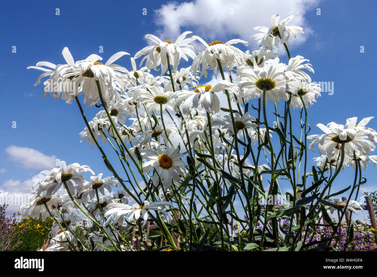Shasta Daisy, Leuchanthemum x superbum 'Polaris', fiori bianchi estate fiore natura cielo Foto Stock