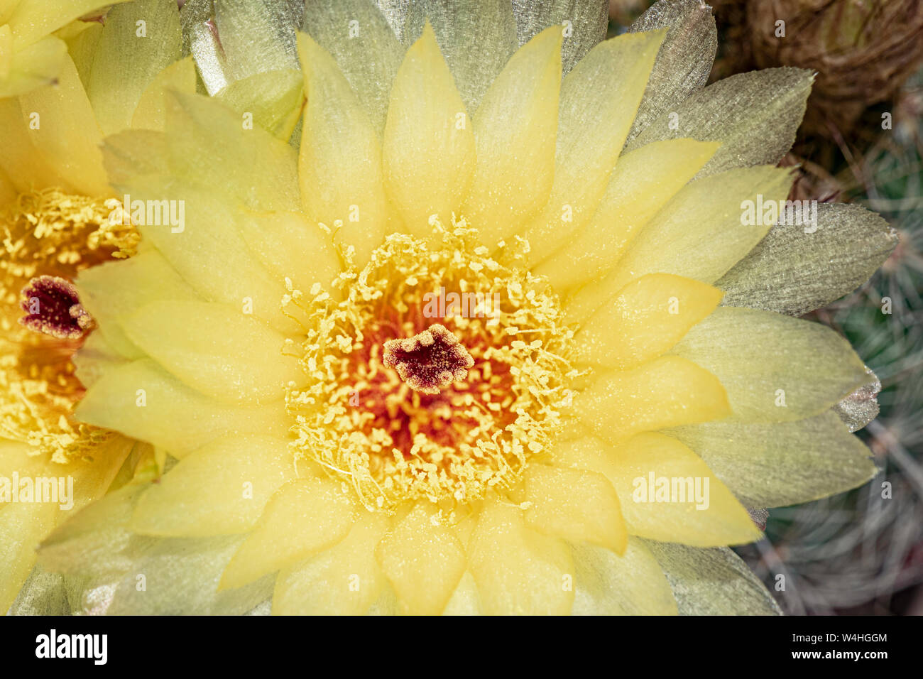 Un primo piano di un giallo parodia notocactus apricus sfera fiore di cactus che mostra i dettagli e la consistenza dei petali, pistels e stami Foto Stock