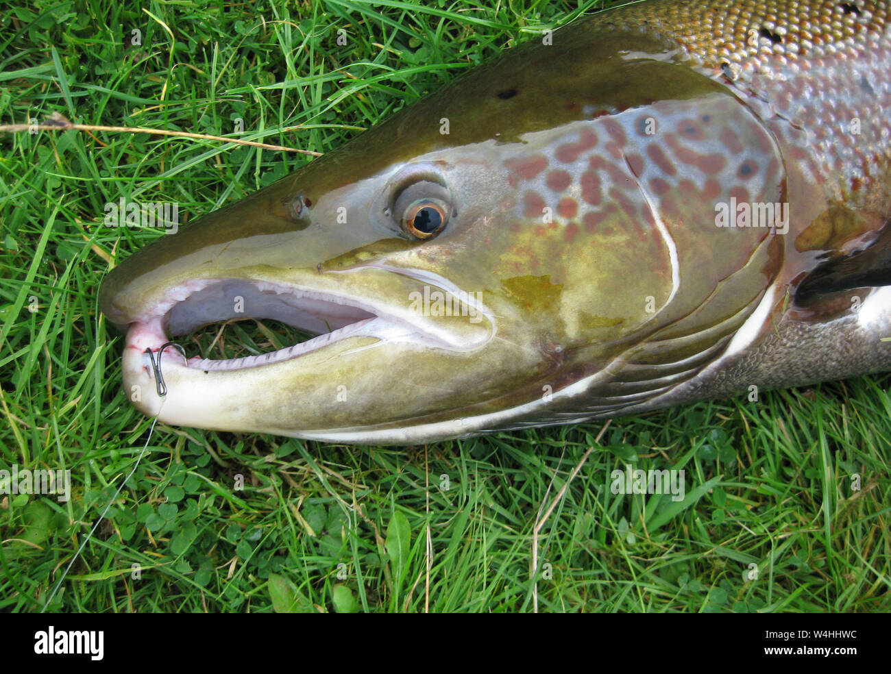 I salmoni catturati da pesca a mosca in Scozia Foto Stock