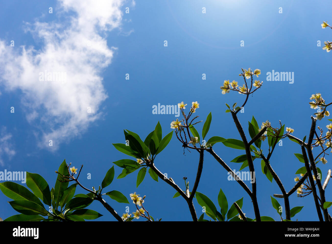 Plumeria fiori e cielo blu di sfondo è un genere di piante in fiore nella famiglia dogbane, Apocynaceae. La maggior parte delle specie sono arbusti o piccoli Foto Stock