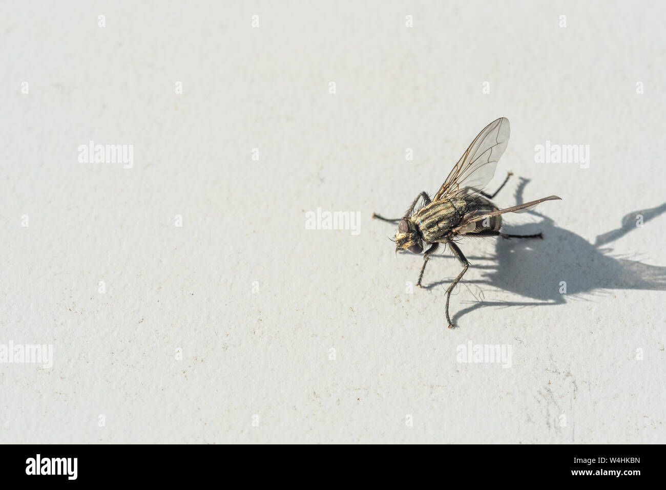Una mosca che si è bloccato su uno sfondo grigio Foto Stock
