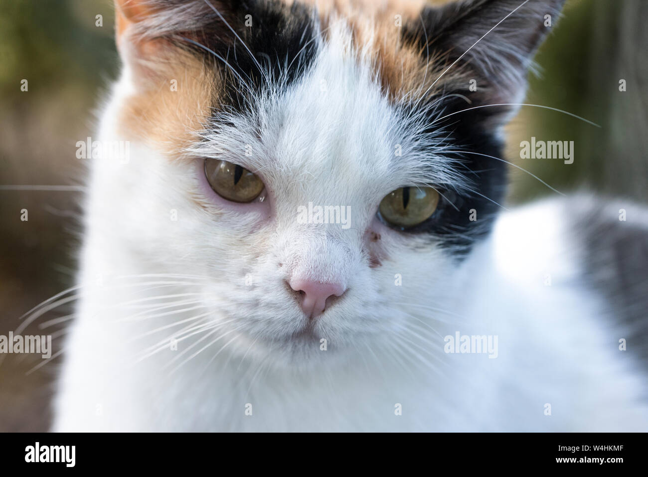 Gatto Bianco con gli occhi verdi guardando la telecamera Foto Stock