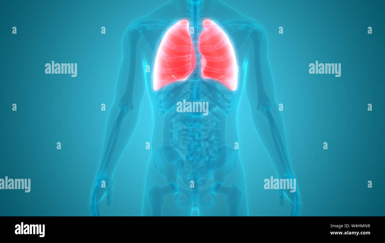 Umano Sistema respiratorio polmoni anatomia Foto Stock