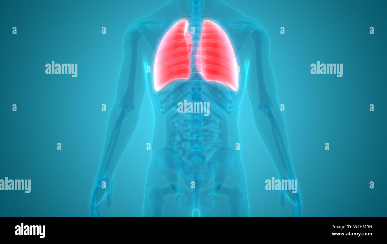 Umano Sistema respiratorio polmoni anatomia Foto Stock