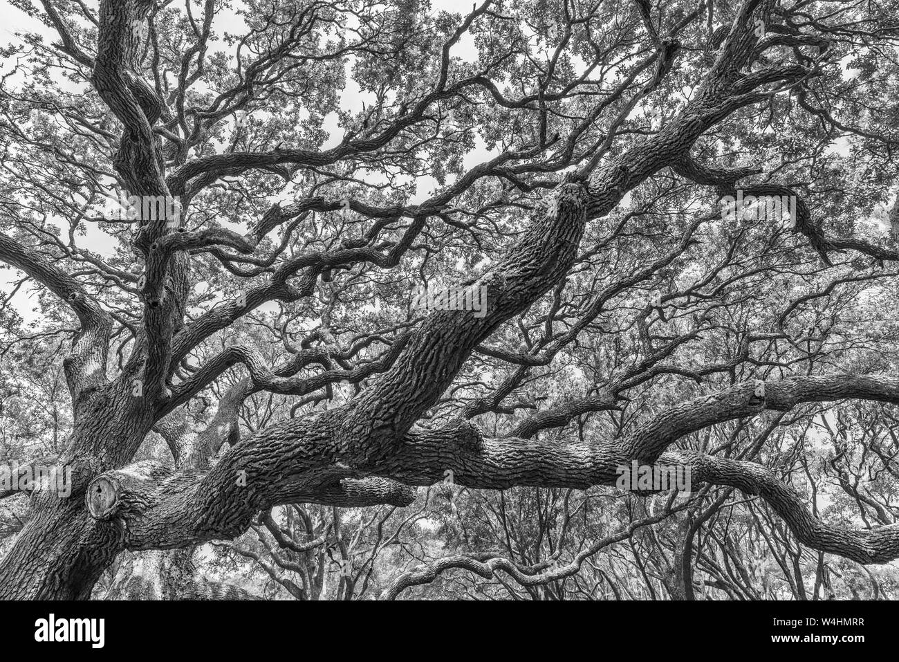 Grande costa sud vivono i tronchi di quercia (Quercus virginiana) in bianco e nero, Holden Beach, Carolina del Nord Foto Stock