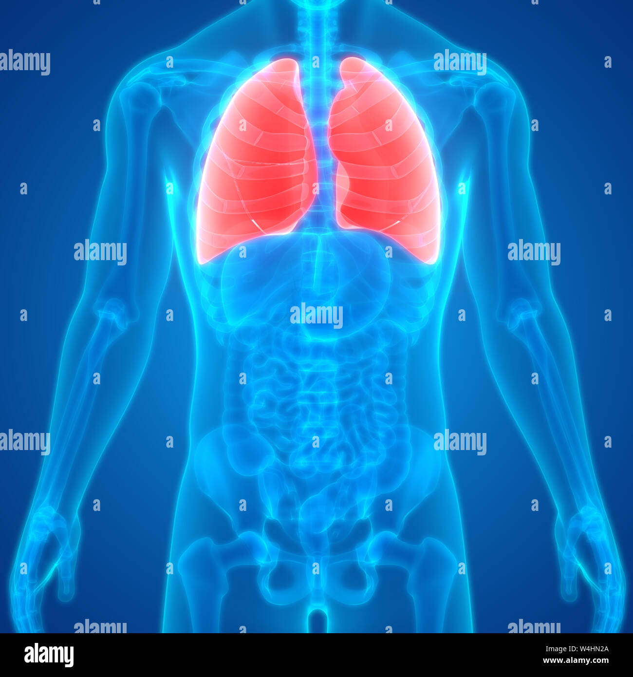 Umano Sistema respiratorio polmoni anatomia Foto Stock