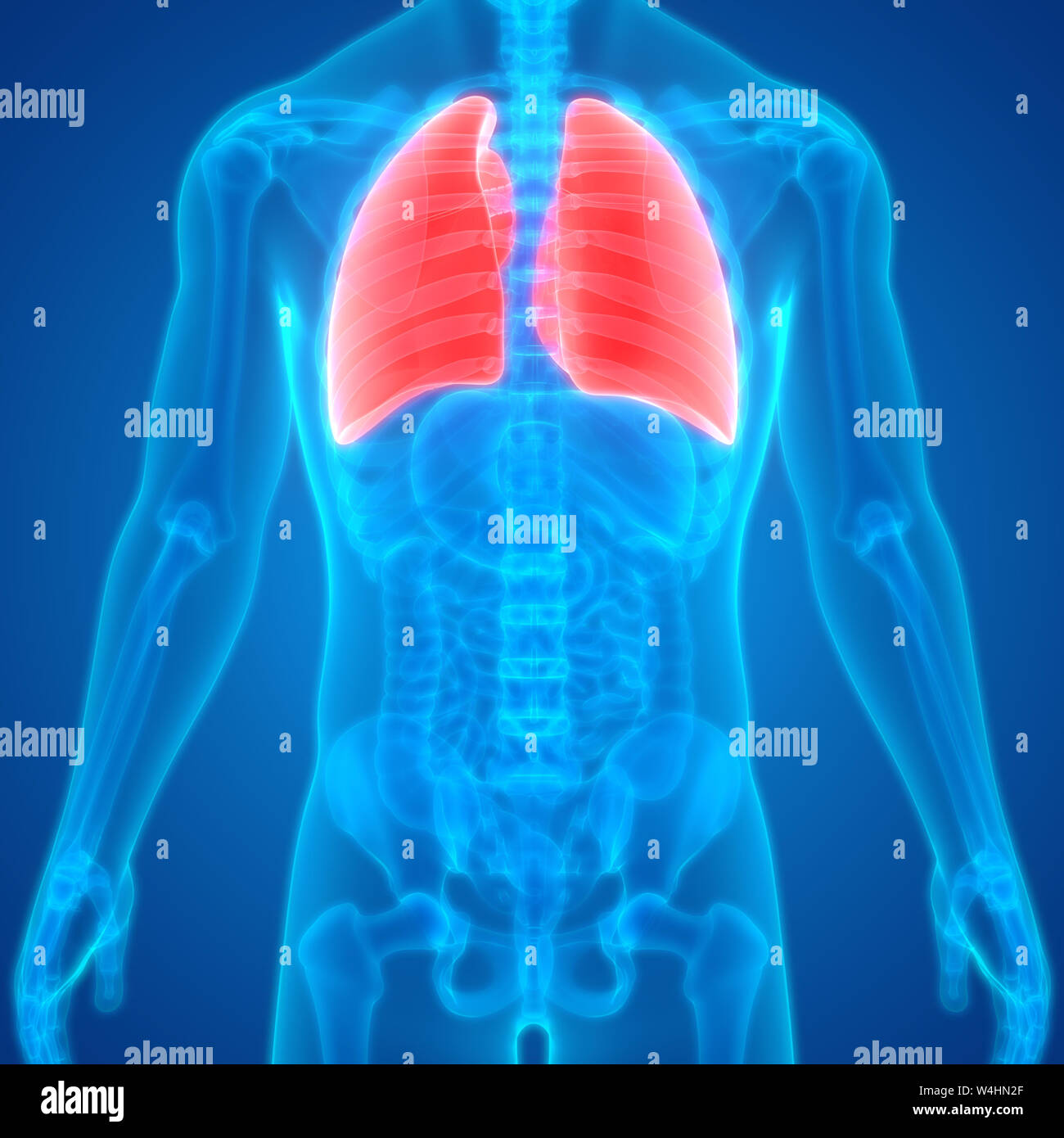 Umano Sistema respiratorio polmoni anatomia Foto Stock