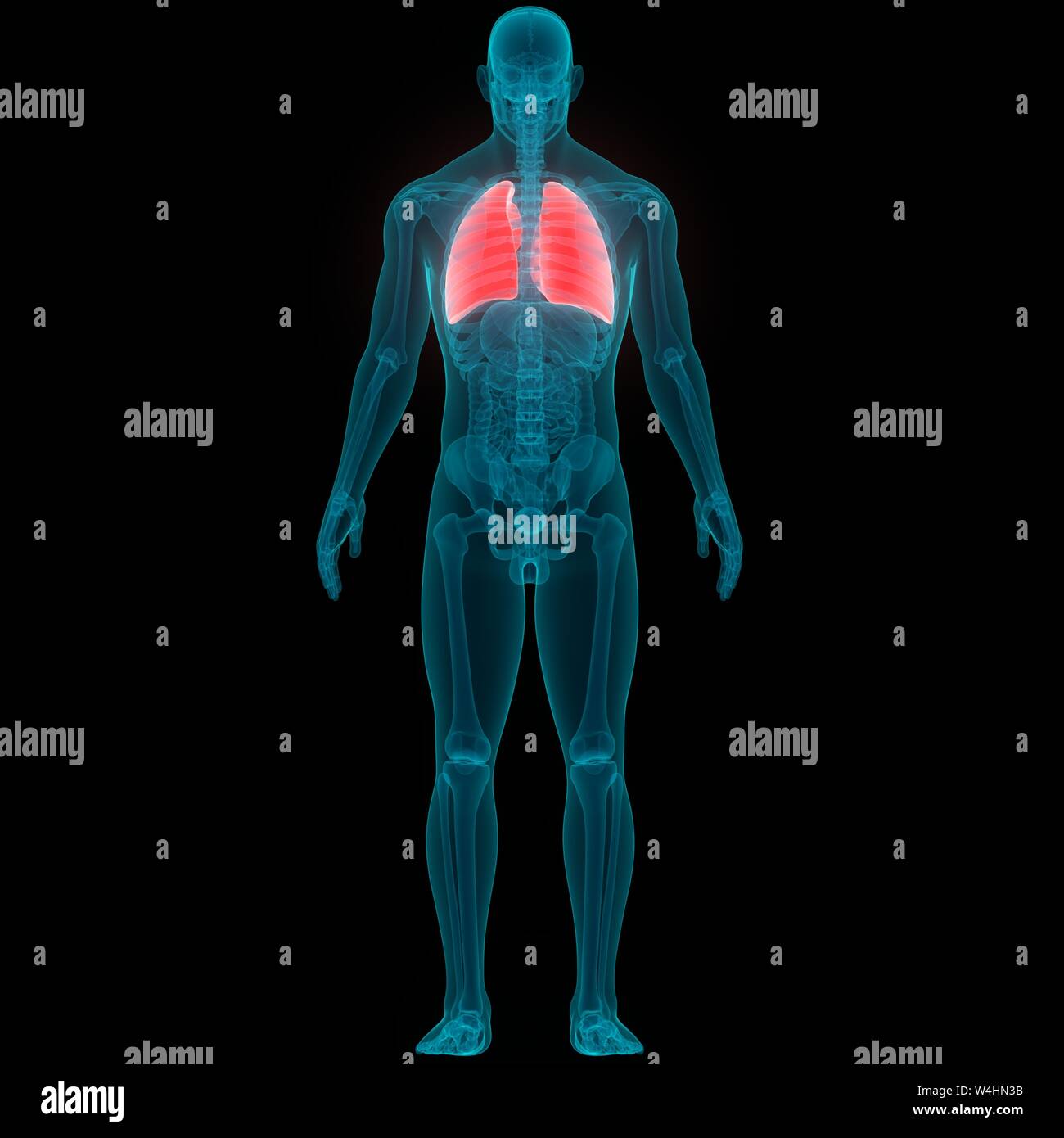 Umano Sistema respiratorio polmoni anatomia Foto Stock