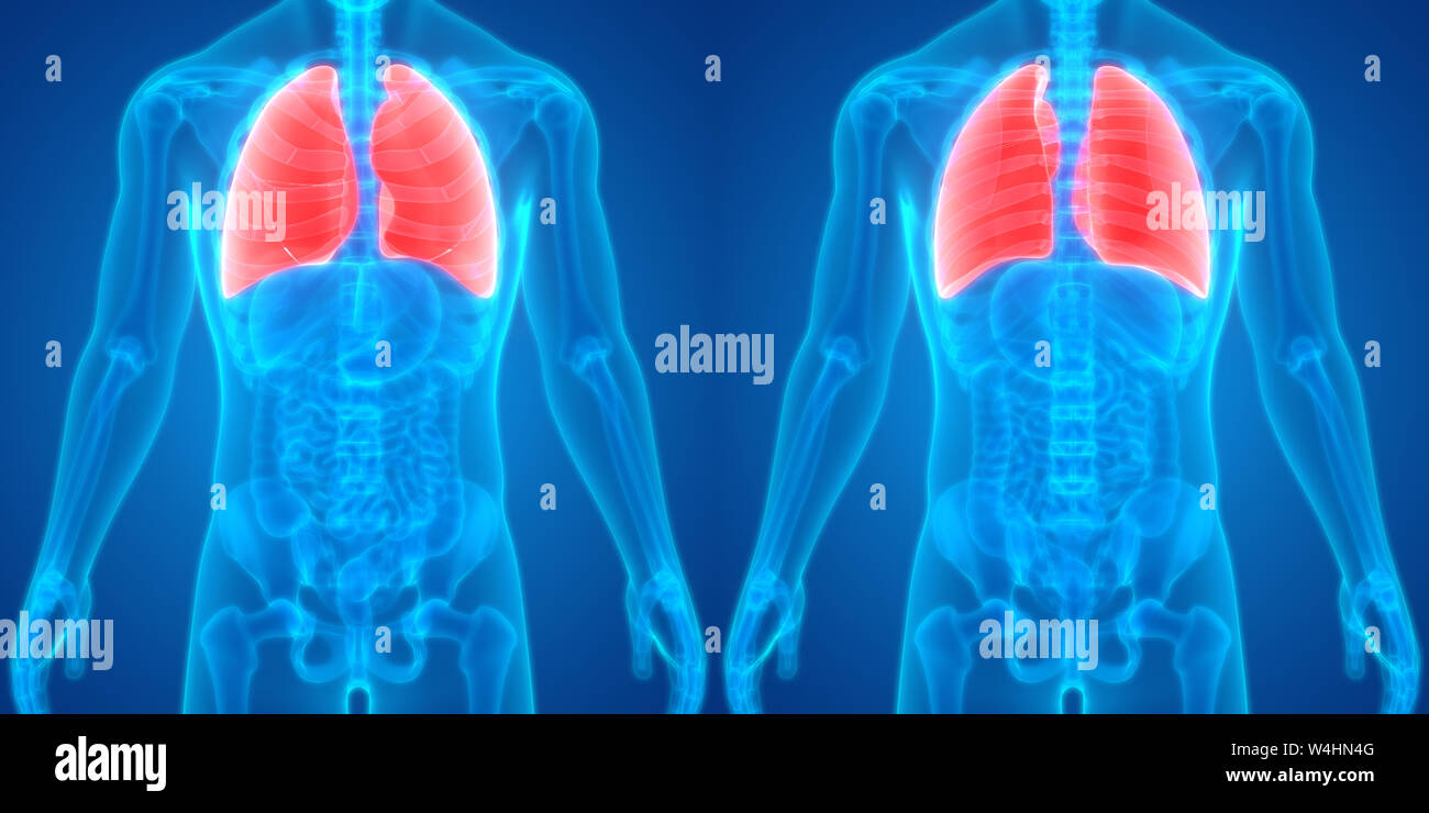 Umano Sistema respiratorio polmoni anatomia Foto Stock