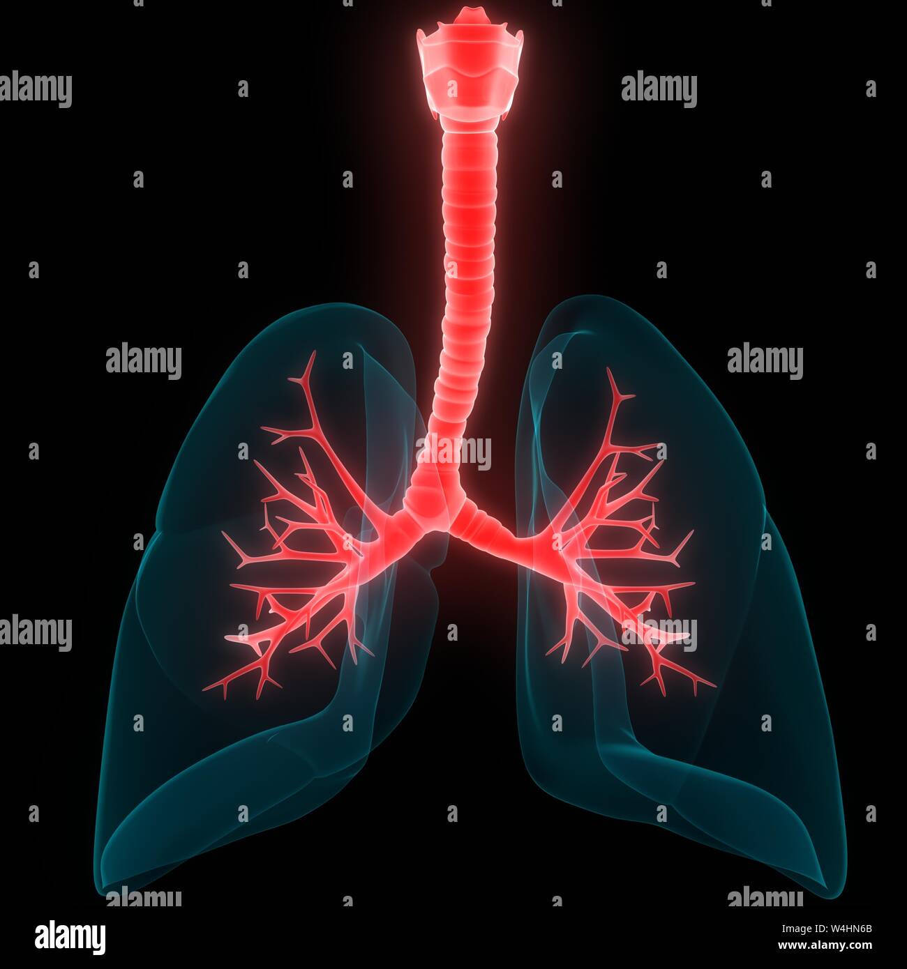 Umano Sistema respiratorio polmoni anatomia Foto Stock