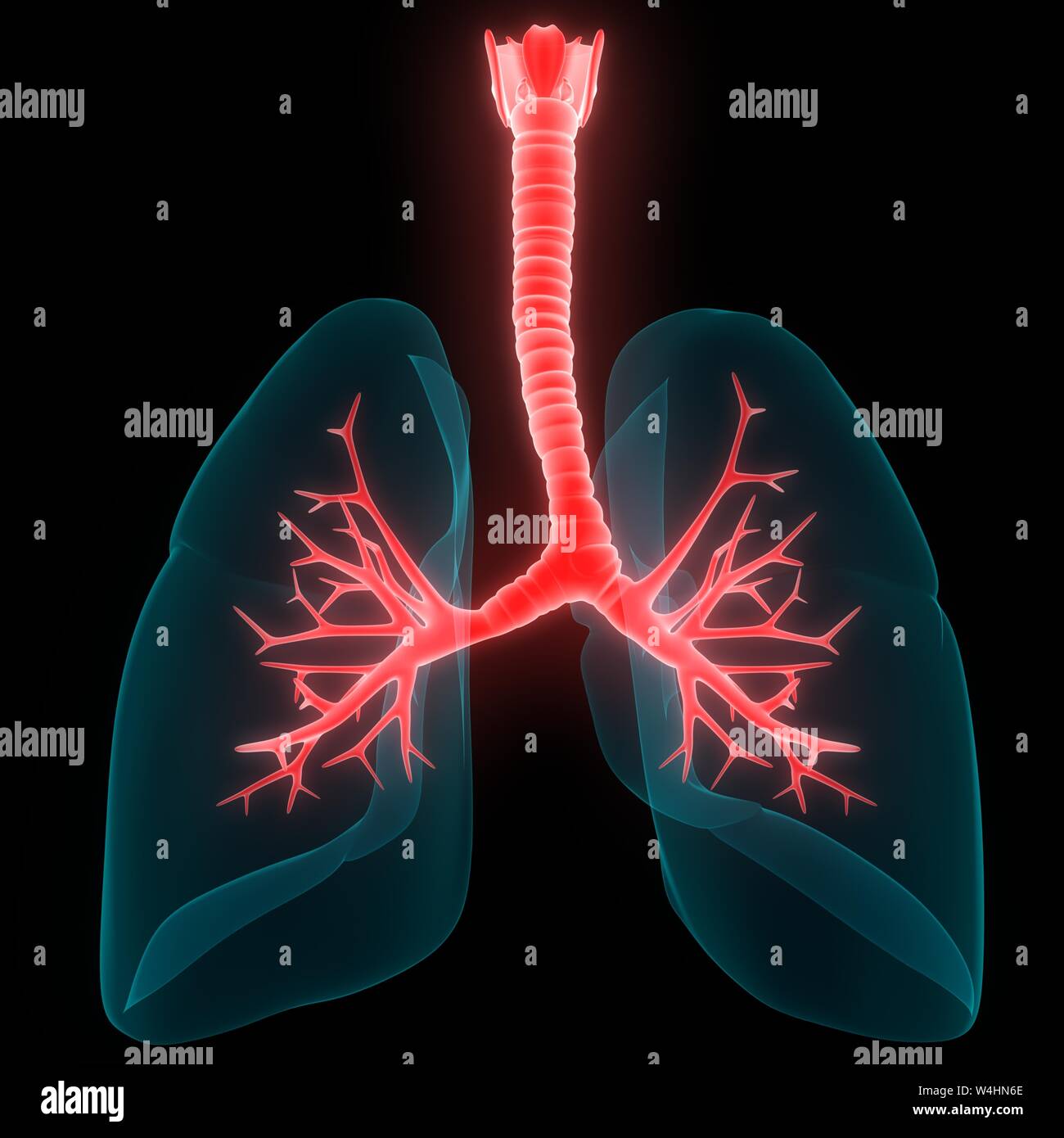 Umano Sistema respiratorio polmoni anatomia Foto Stock