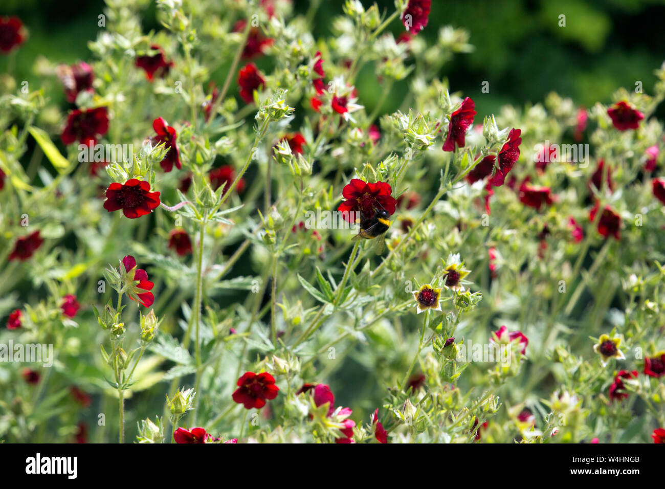 Scharlachrotes Fingerkraut (Potentilla thurberi) im Botanischen Garten Foto Stock