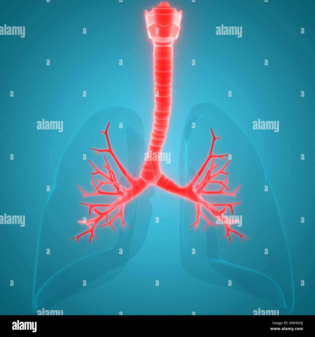 Umano Sistema respiratorio polmoni anatomia Foto Stock