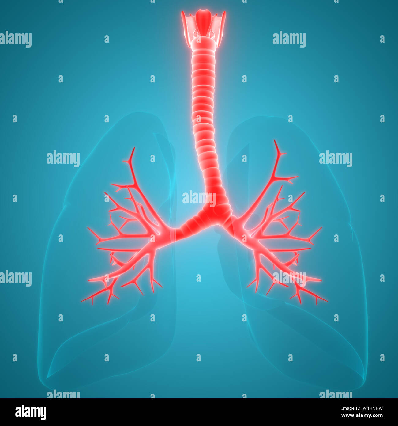 Umano Sistema respiratorio polmoni anatomia Foto Stock