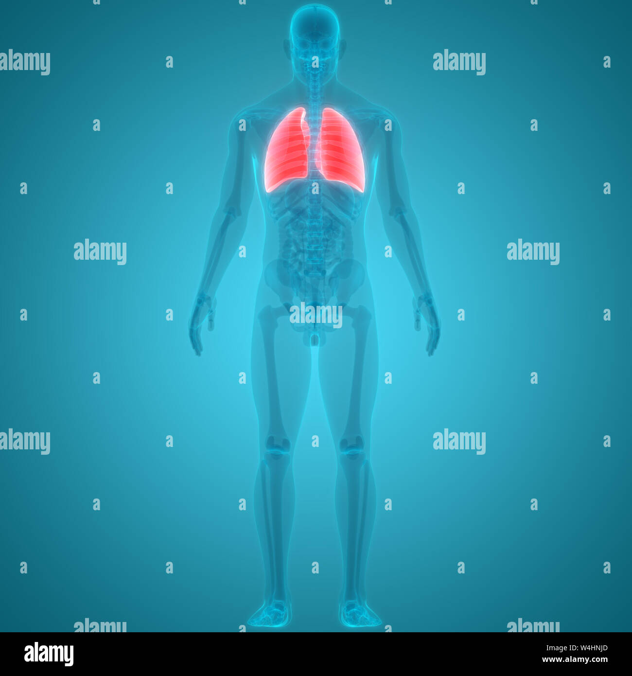 Umano Sistema respiratorio polmoni anatomia Foto Stock