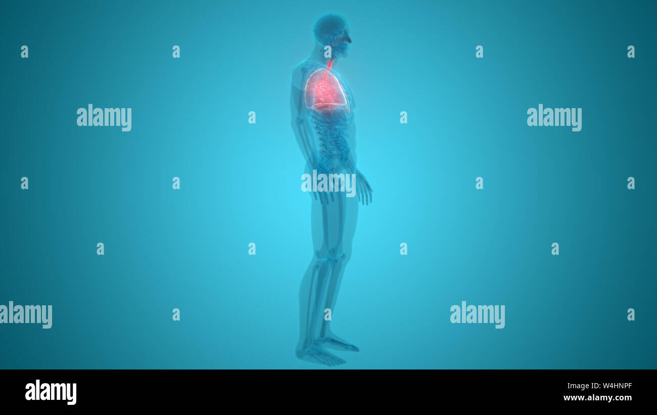 Umano Sistema respiratorio polmoni anatomia Foto Stock