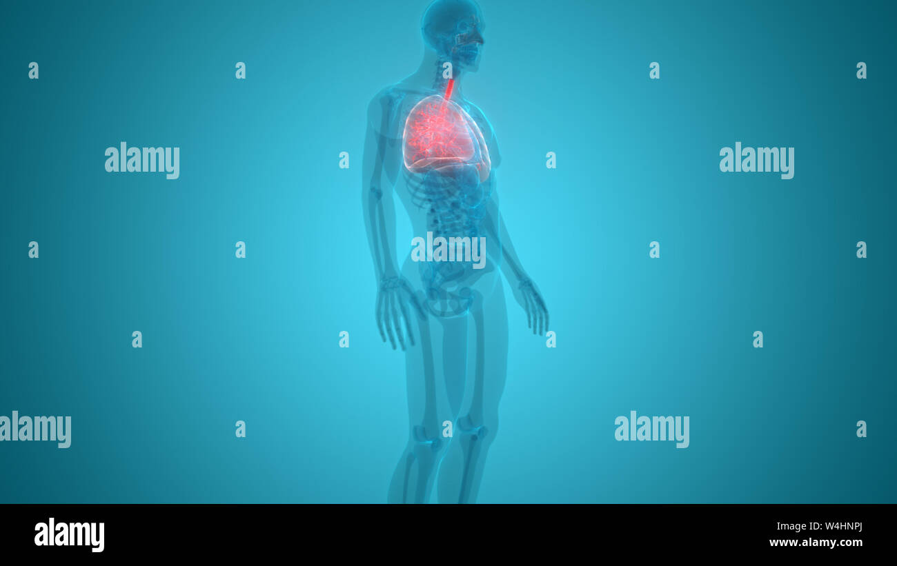 Umano Sistema respiratorio polmoni anatomia Foto Stock