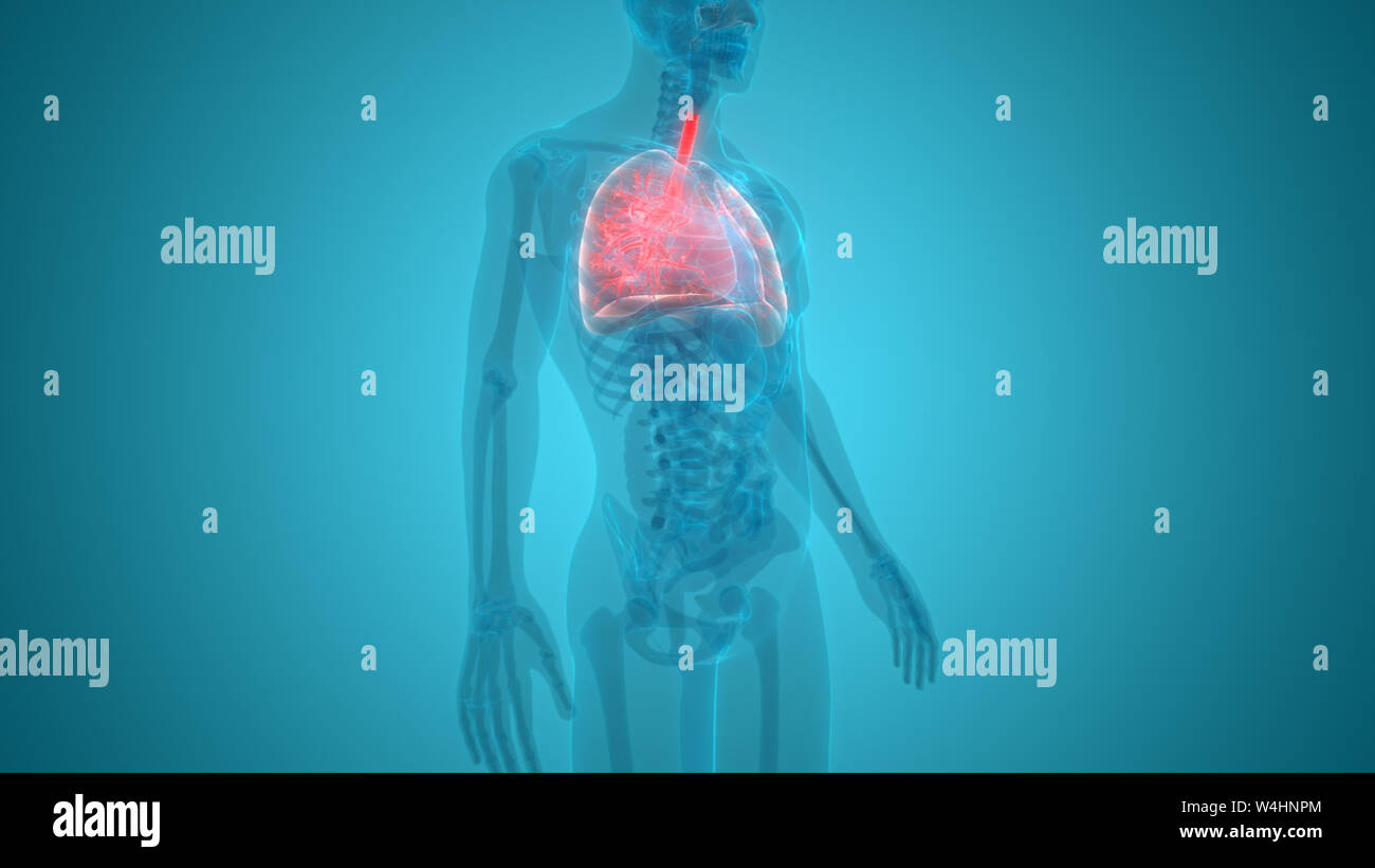 Umano Sistema respiratorio polmoni anatomia Foto Stock