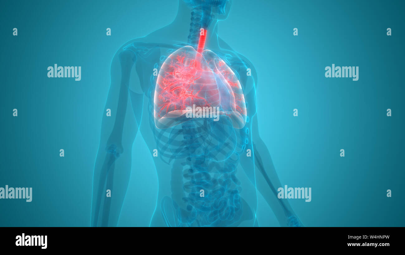 Umano Sistema respiratorio polmoni anatomia Foto Stock
