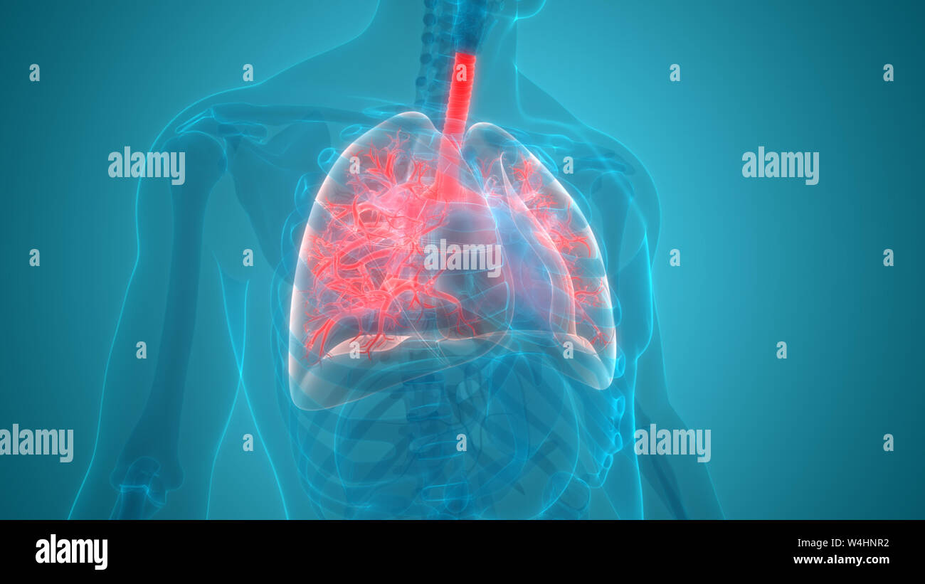 Umano Sistema respiratorio polmoni anatomia Foto Stock