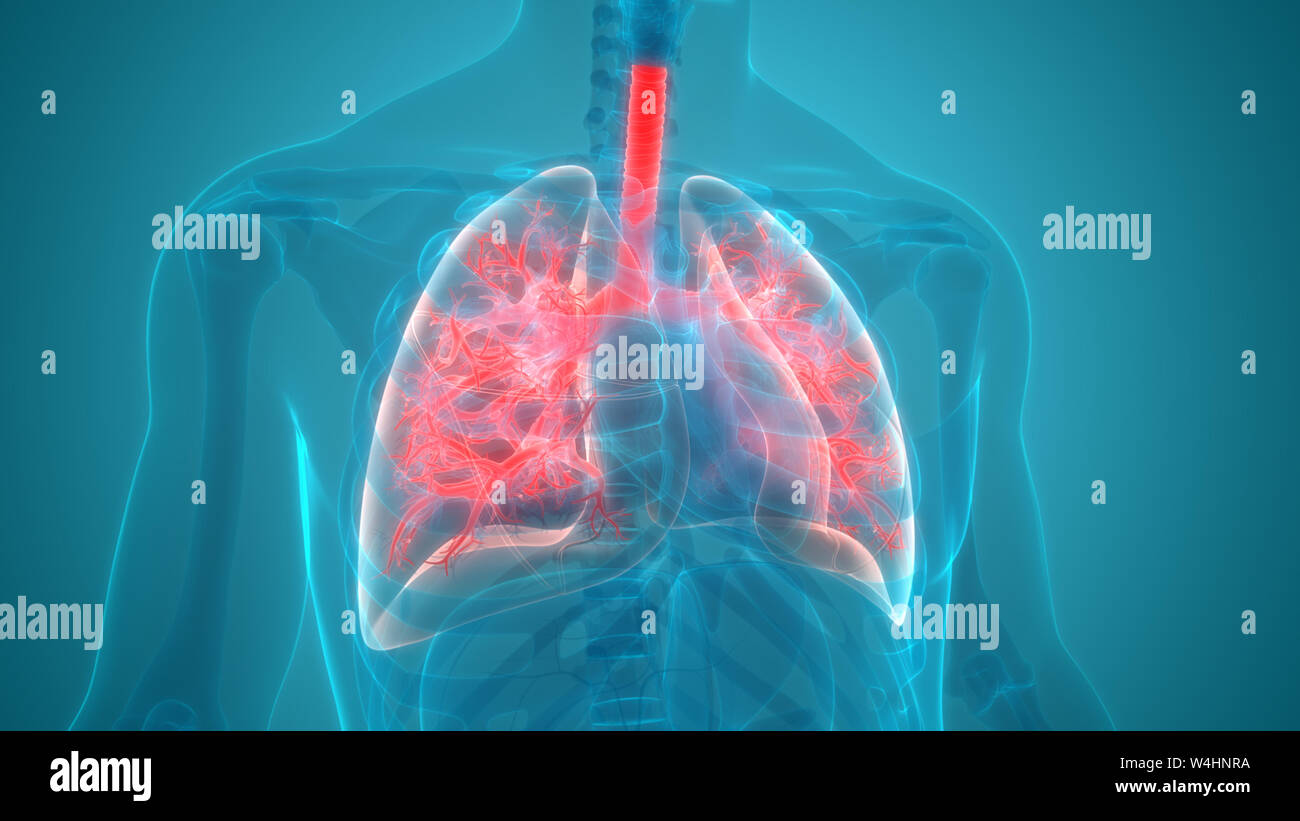Umano Sistema respiratorio polmoni anatomia Foto Stock