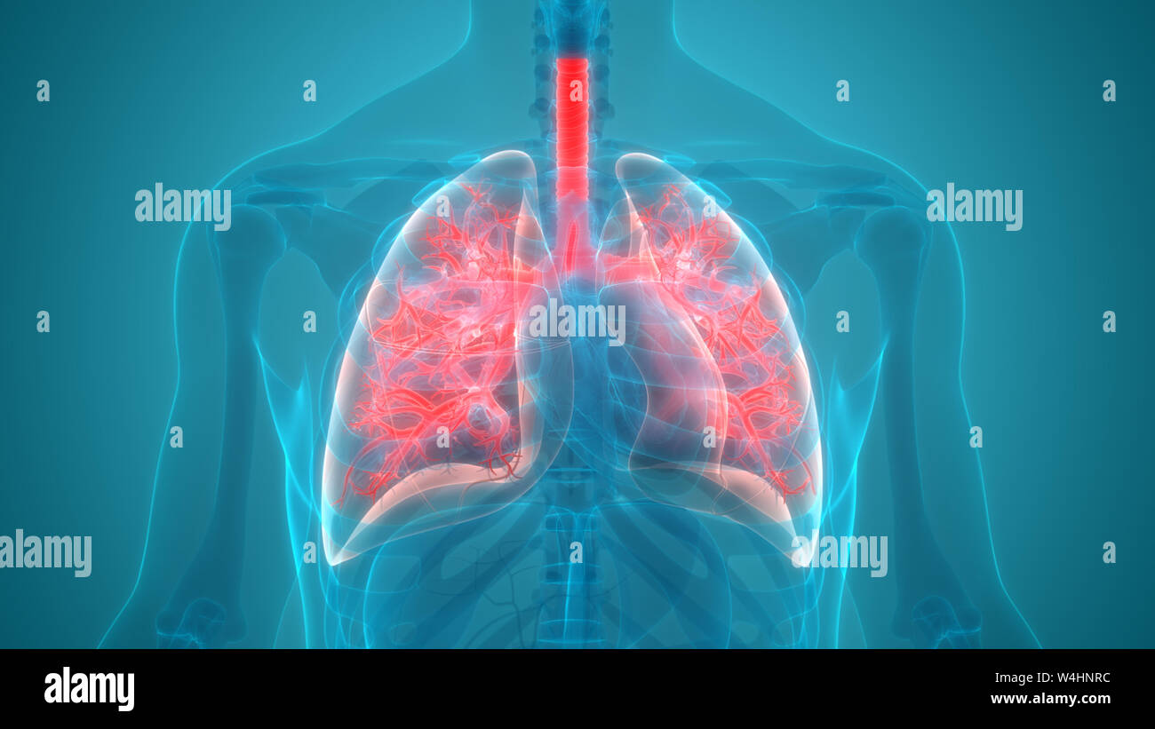 Umano Sistema respiratorio polmoni anatomia Foto Stock