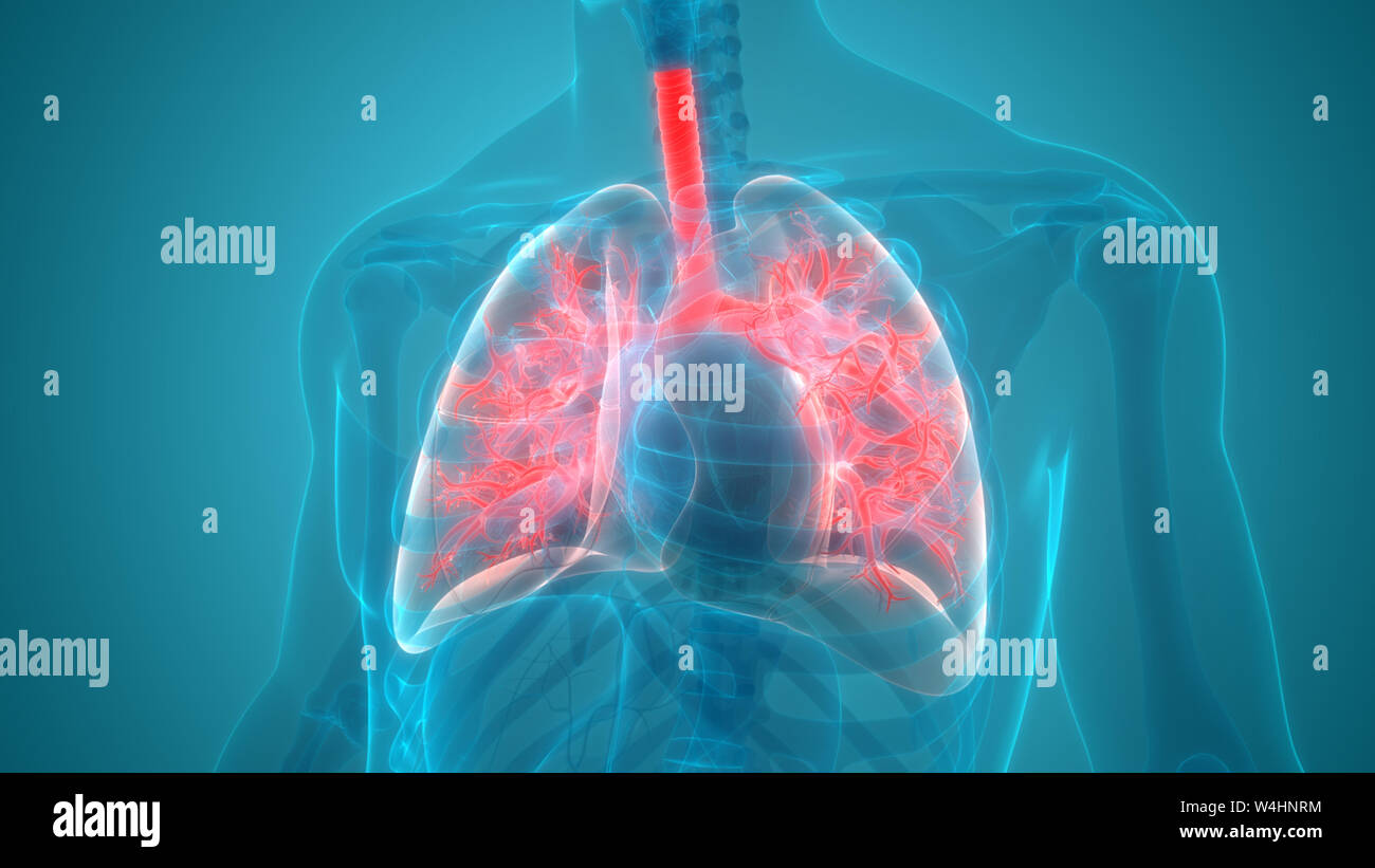 Umano Sistema respiratorio polmoni anatomia Foto Stock