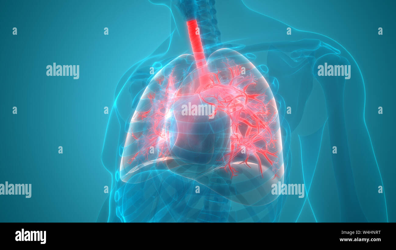Umano Sistema respiratorio polmoni anatomia Foto Stock