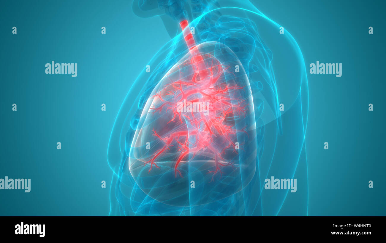 Umano Sistema respiratorio polmoni anatomia Foto Stock