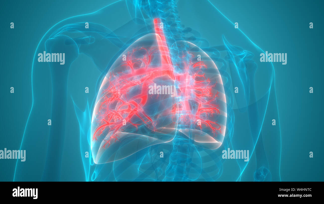 Umano Sistema respiratorio polmoni anatomia Foto Stock