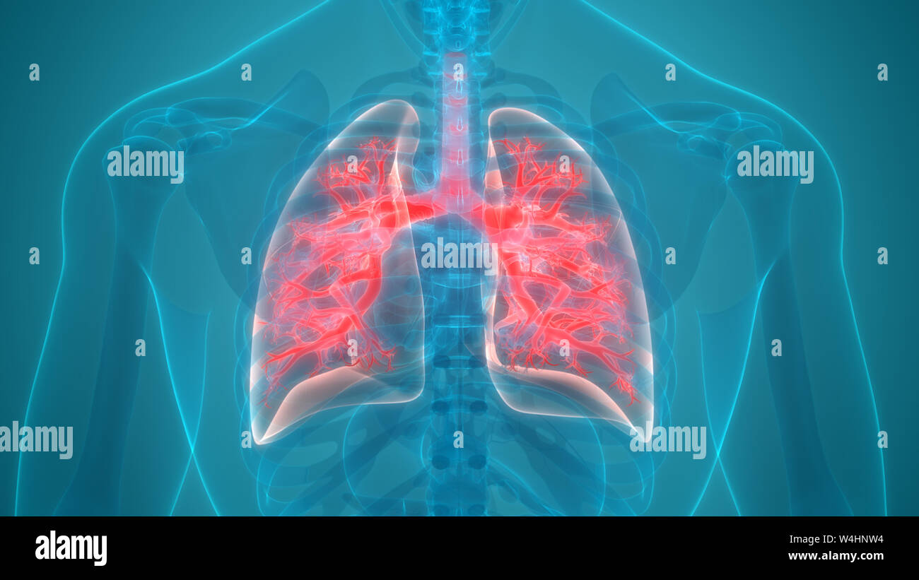 Umano Sistema respiratorio polmoni anatomia Foto Stock