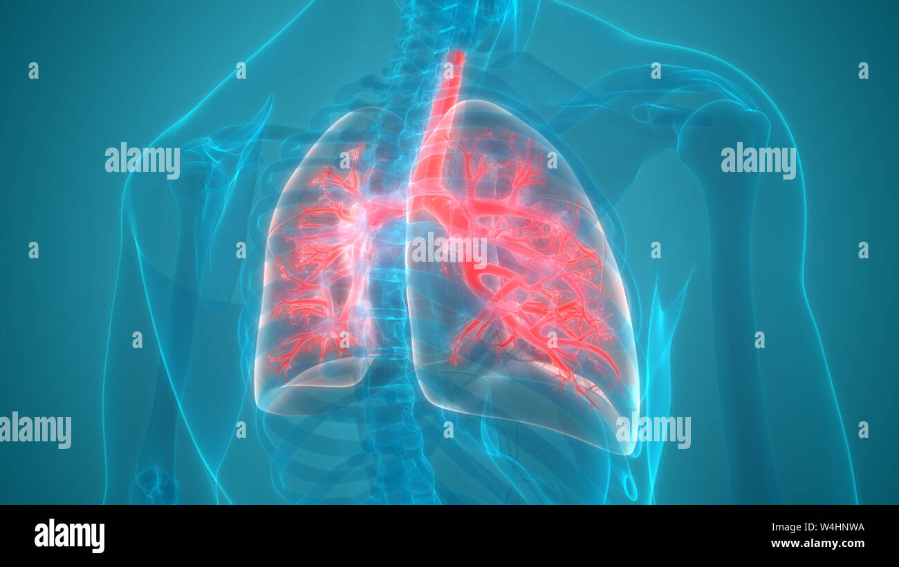 Umano Sistema respiratorio polmoni anatomia Foto Stock