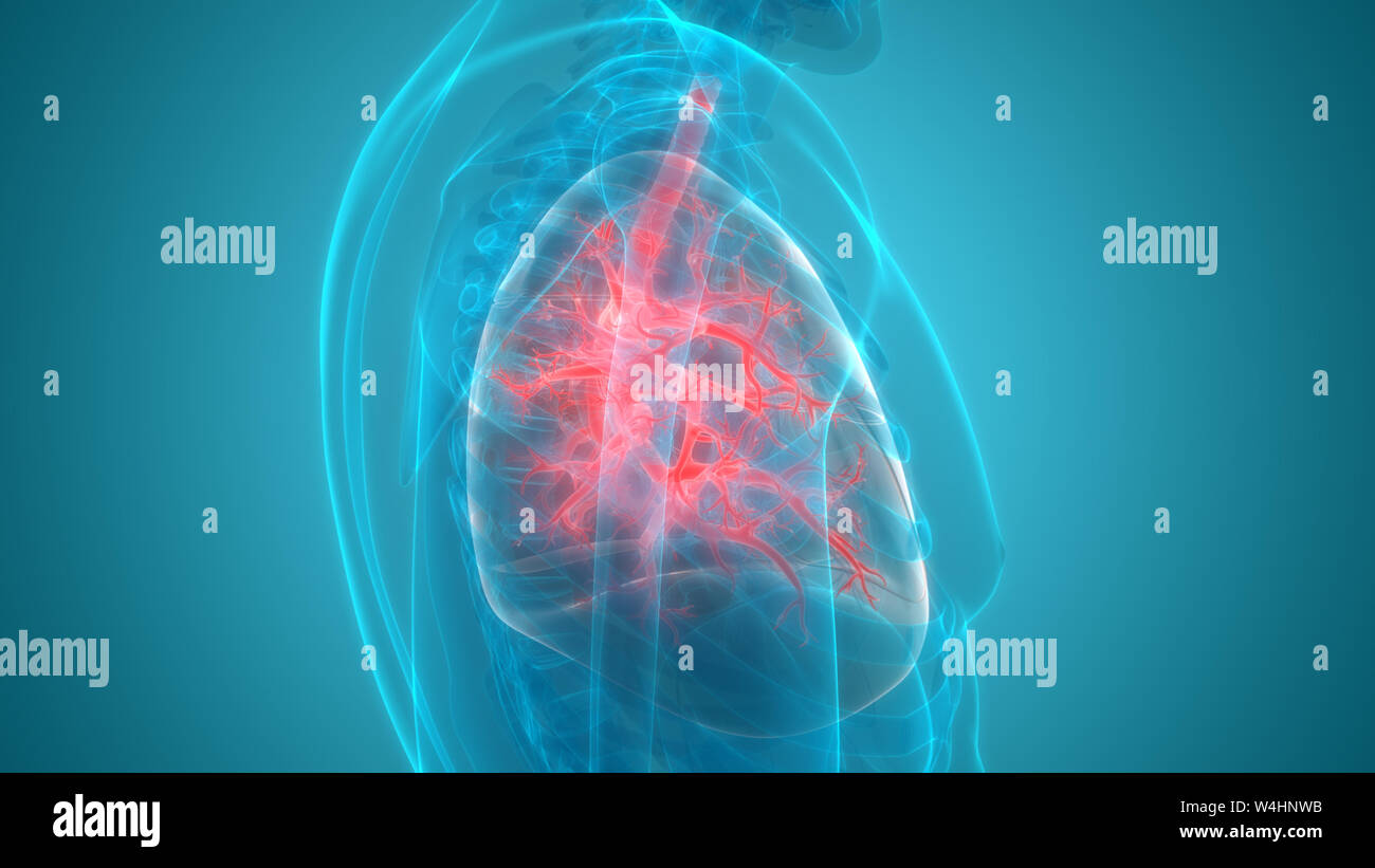 Umano Sistema respiratorio polmoni anatomia Foto Stock