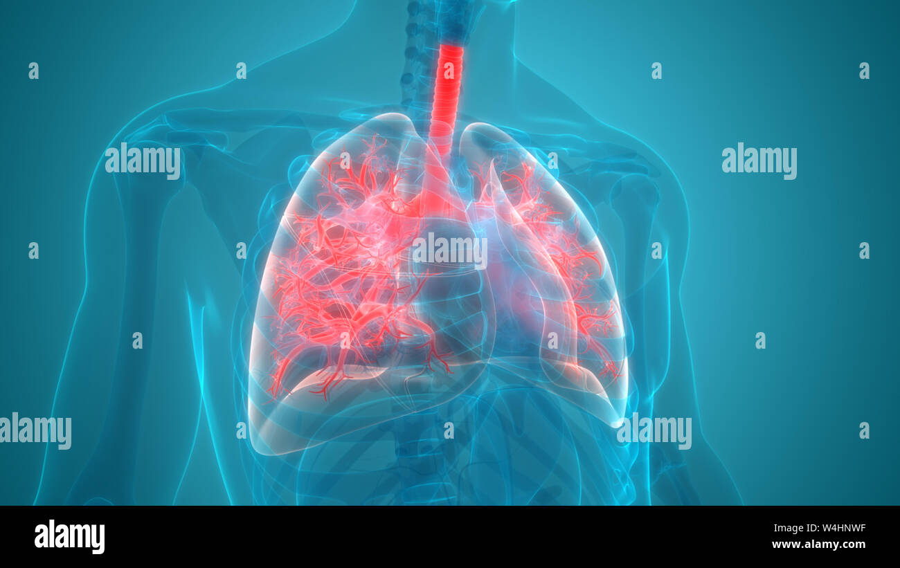 Umano Sistema respiratorio polmoni anatomia Foto Stock