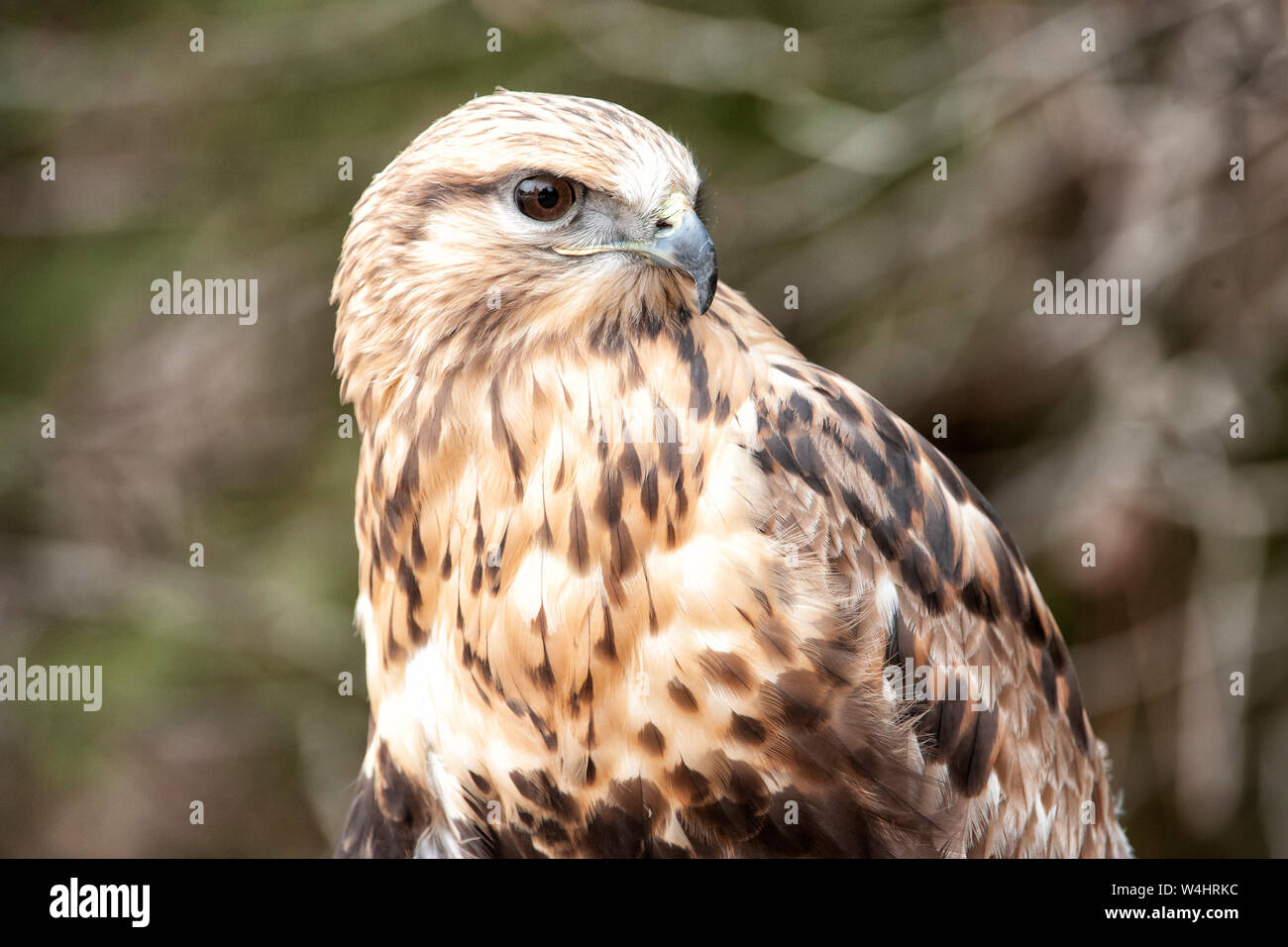 Nord America; Stati Uniti; Montana; fauna; uccelli predatori;; rapaci; sgrossatura di zampe; Hawk Buteo Lagopus Foto Stock