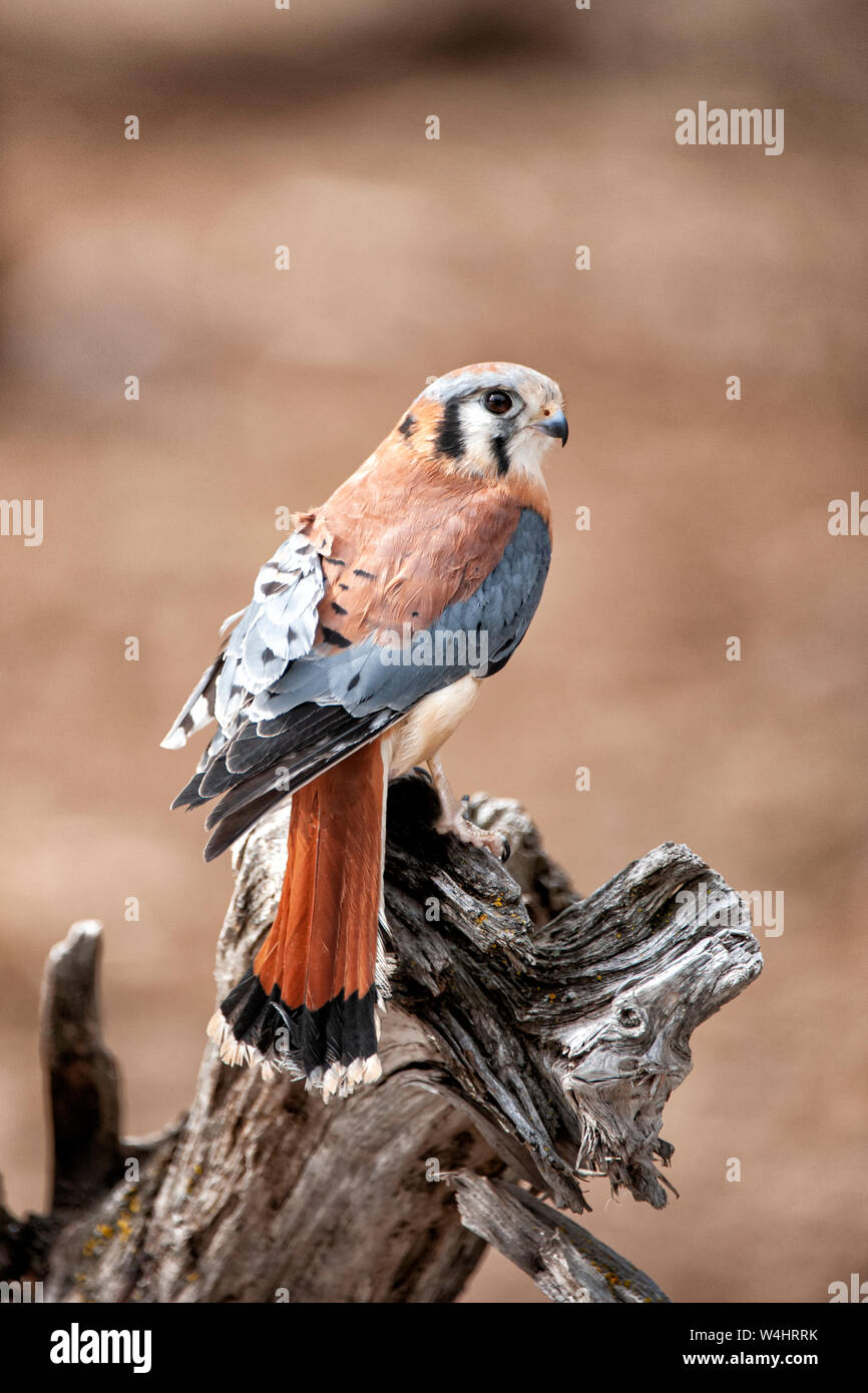 Nord America; Stati Uniti; Montana; fauna; uccelli predatori;; Raptor; American gheppio;(Falco sparverius); il più piccolo e il più comune in falcon Foto Stock