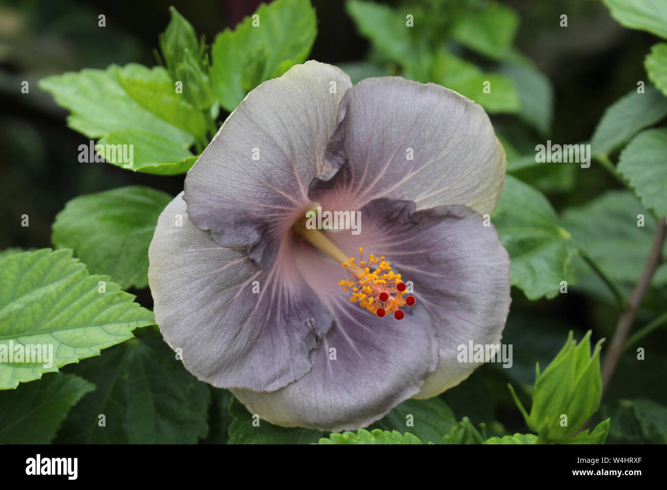 Close up di un fiorire di Hibiscus di Moorea fiore Foto Stock