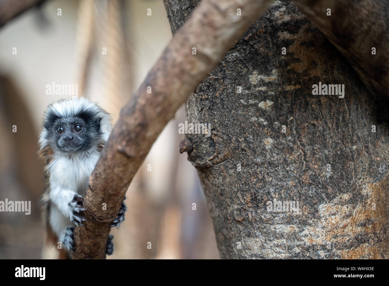 I giovani di cotone-top Tamarin. Baby monkey sul ramo di albero. Saguinus oedipus Foto Stock