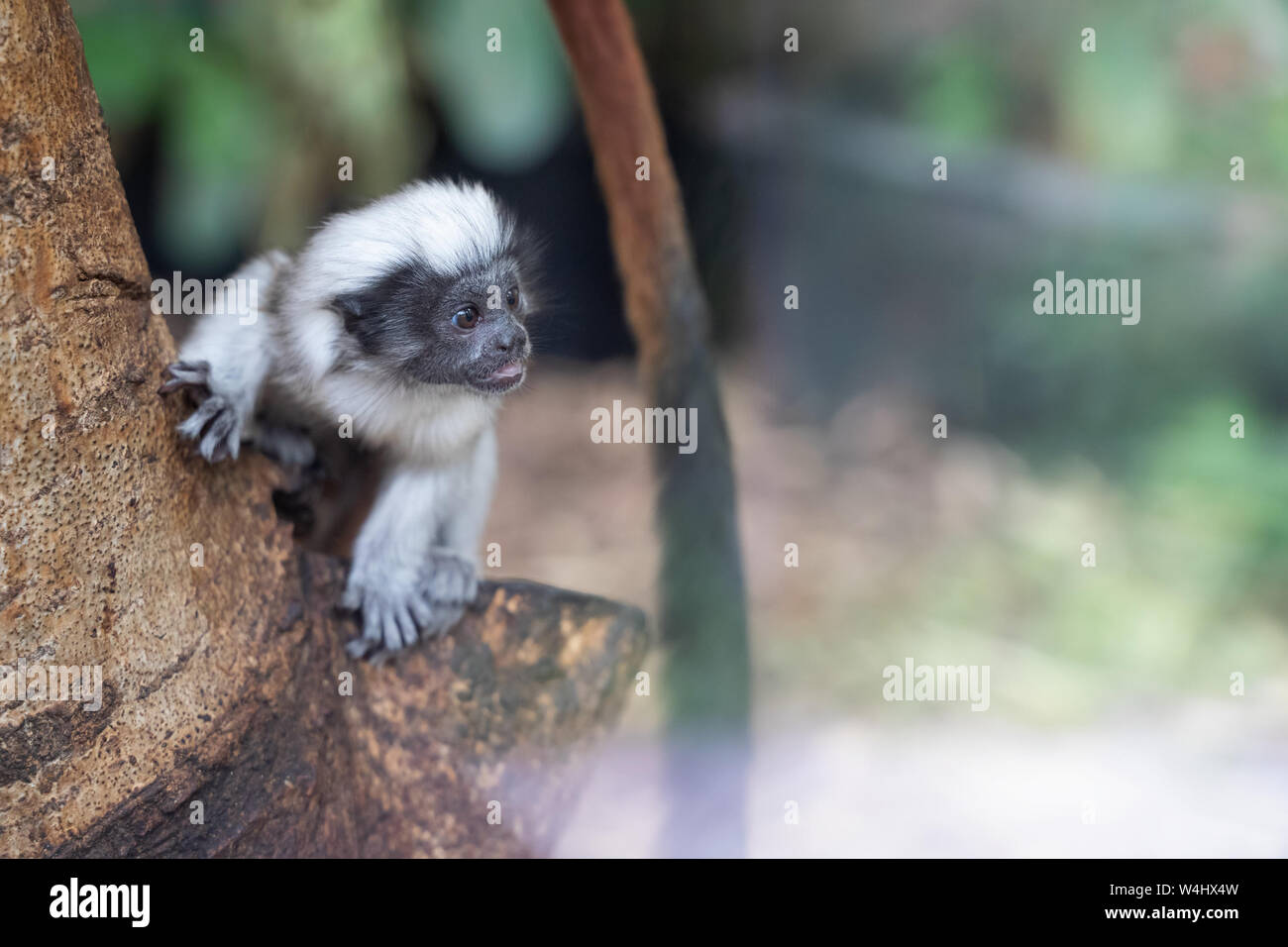 Curioso baby Tamarino edipo sul tronco di albero. Saguinus oedipus. Foto Stock