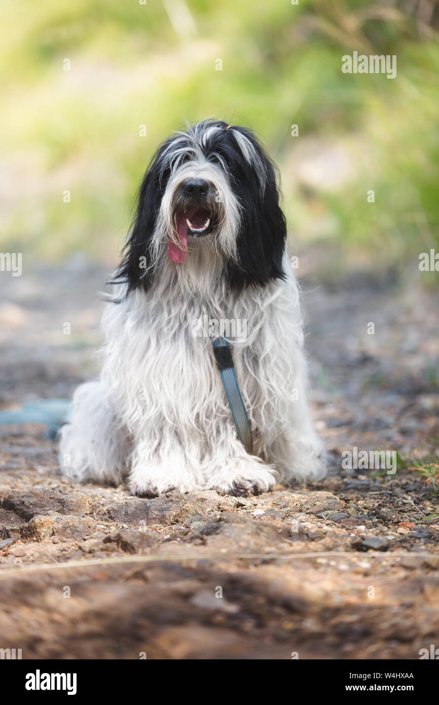 Cane obbediente seduto su un sentiero di bosco con guinzaglio, il fuoco selettivo Foto Stock