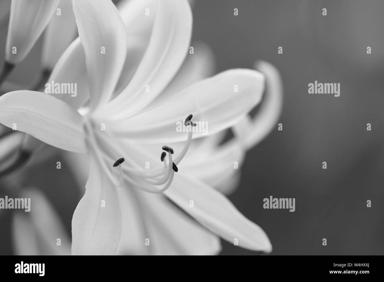 In bianco e nero foto macro di bianco Agapanthus -Agapanthus praecox Foto Stock