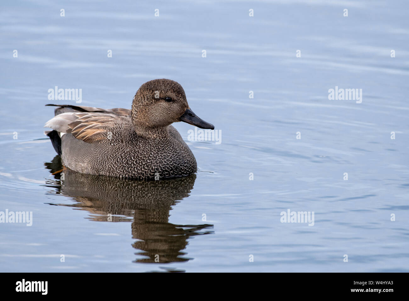 Nord America; Stati Uniti; Alaska; molla; fauna; uccelli; gli uccelli acquatici; Canapiglia; Anas strepera; Foto Stock