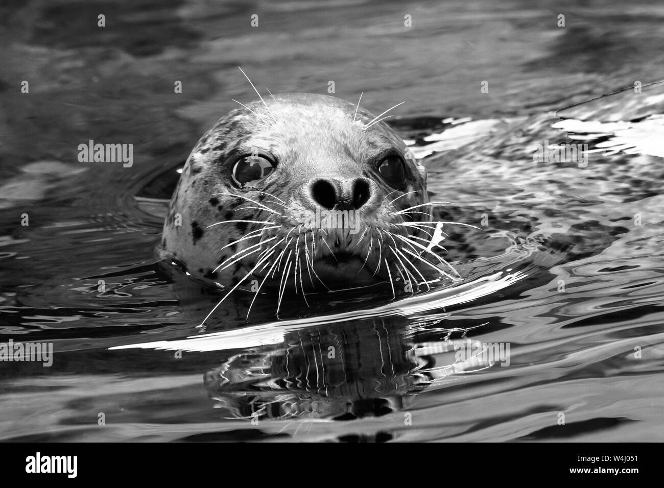 Guarnizione di tenuta del porto; mammifero marino; fauna; Alaska; Stati Uniti; l'America del Nord Foto Stock